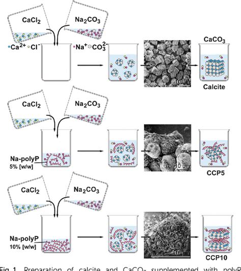  Lactic Acid: Osteogenic Potential and Biocompatibility in Tissue Engineering Applications!